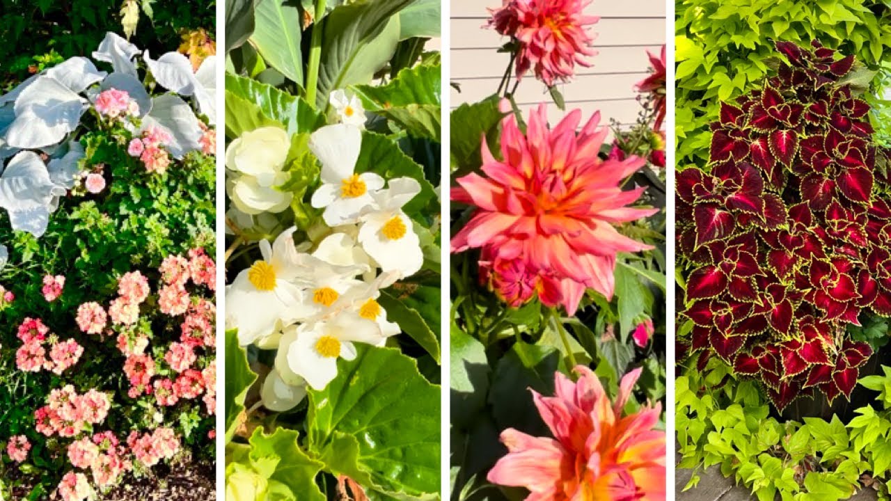 Tour of Plants that Just Keep Blooming — Final Look at My Sister’s Annual Containers