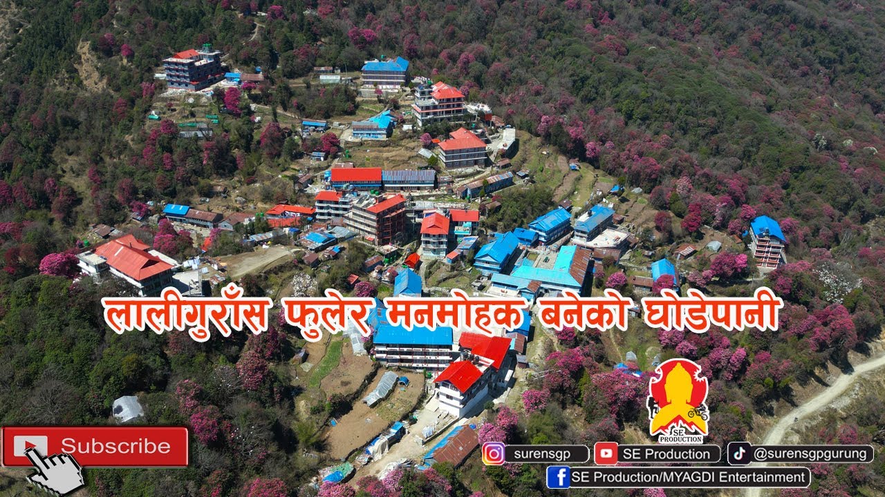 Ghodepani Myagdi || लालीगुराँस फुलेर मनमोहक बनेको घोडेपानी || Visit Nepal