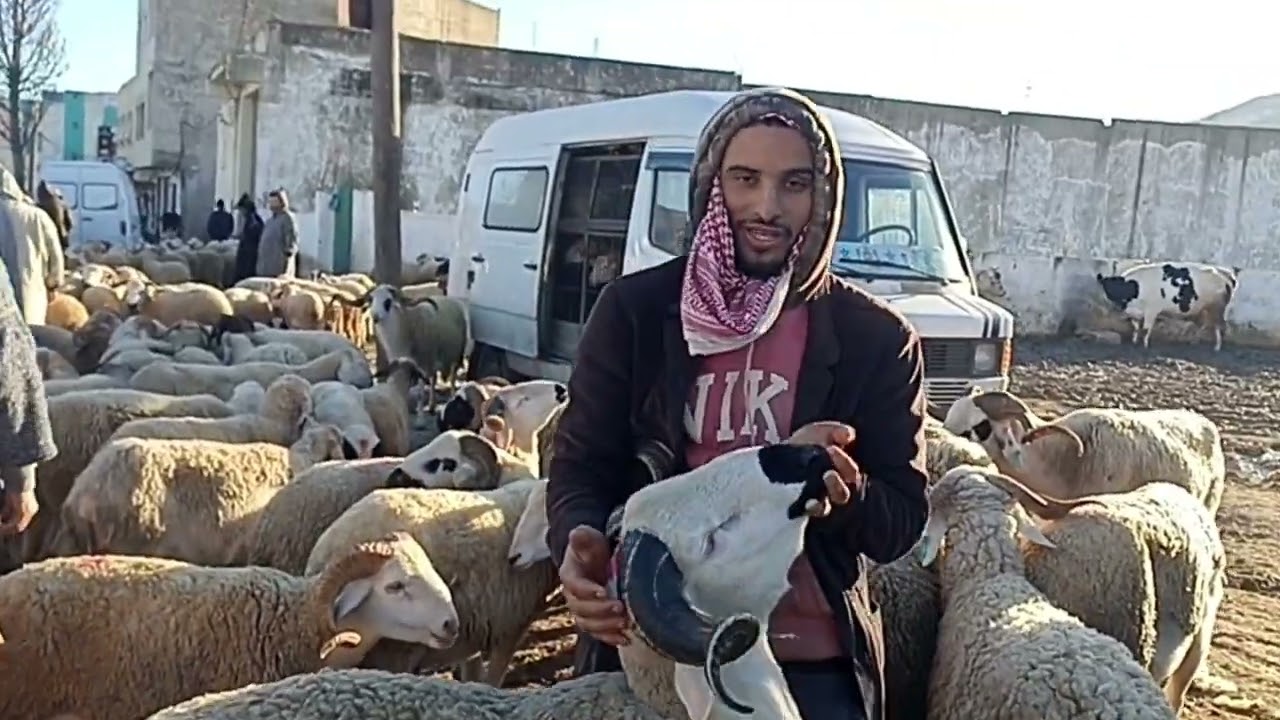 الحولي بسوق الاربعاء تطوان 🐑🐏||07/01/2025||0667128425🔥🇲🇦❤️