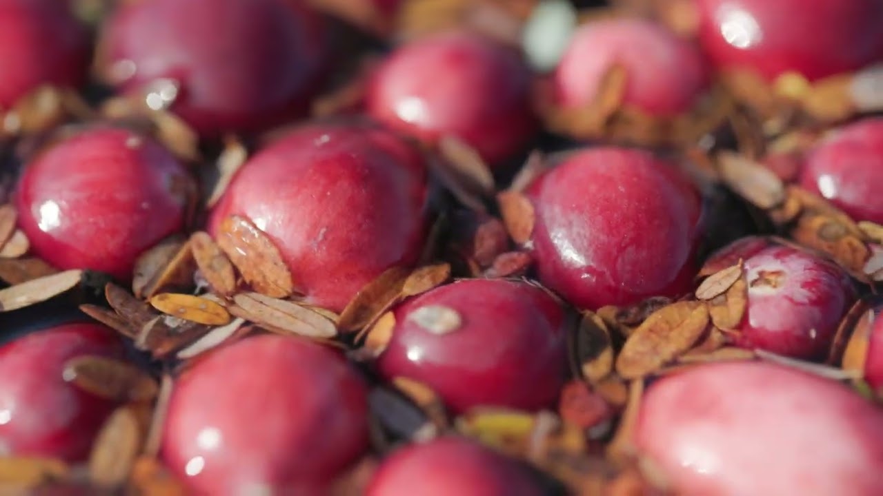 Cranberry: the Quebec super fruit