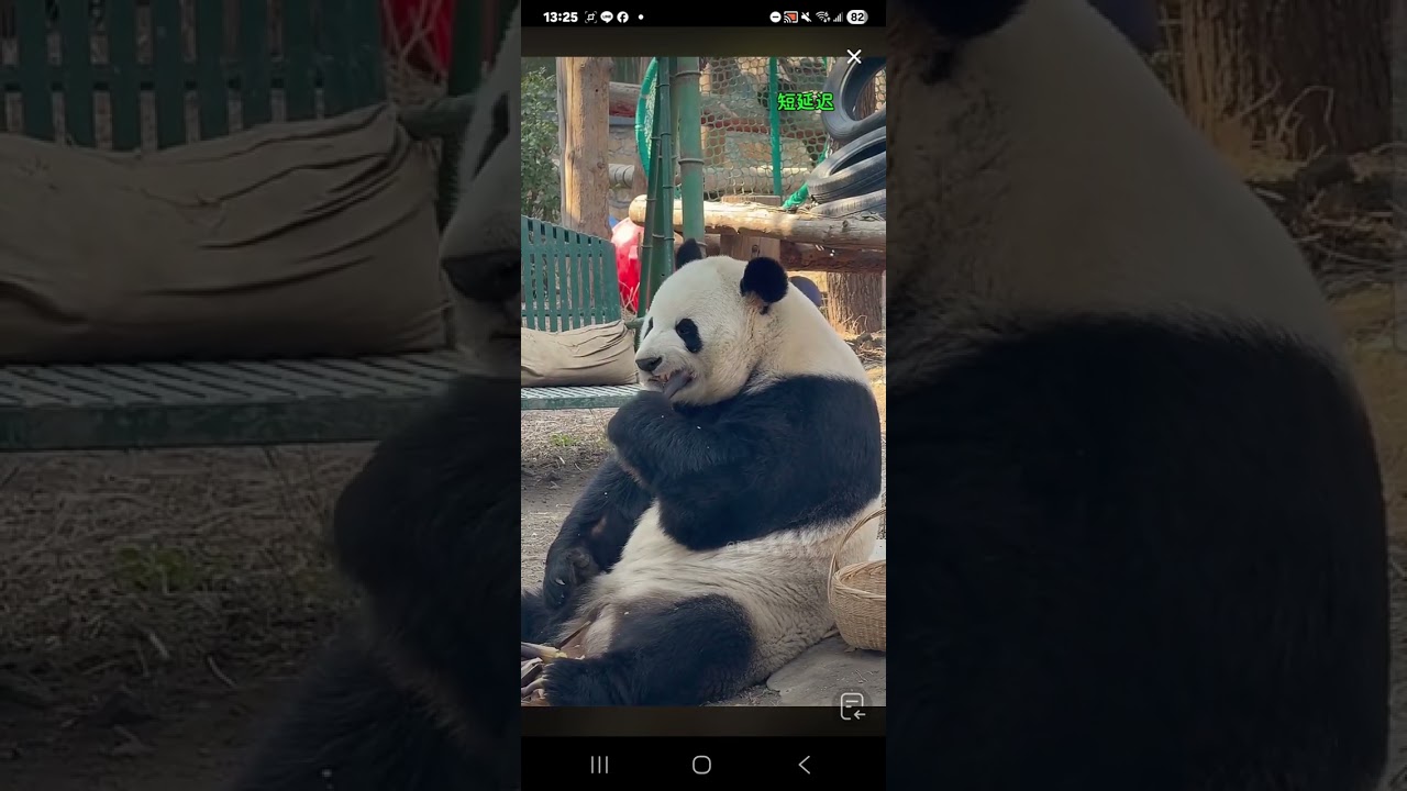 阿三看熊貓錄頻分享🐼 3月15號 小萌蘭吃播時間 下午1點加餐