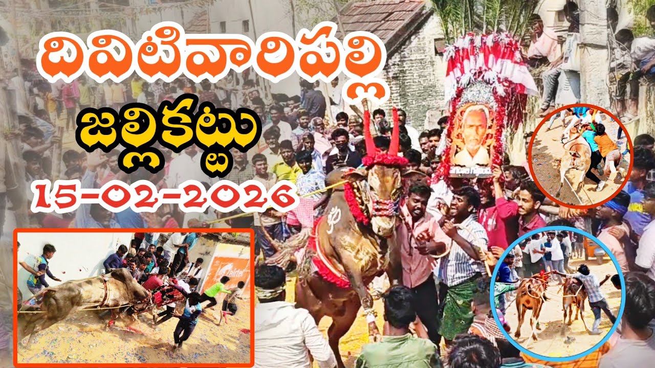 దివిటివారిపల్లి జల్లికట్టు 🔥 (ఐరాల ) Divitivaripalli Jallikattu 💥 15/02/2026 | 🐂 Pasuvula Pandaga 🤩|