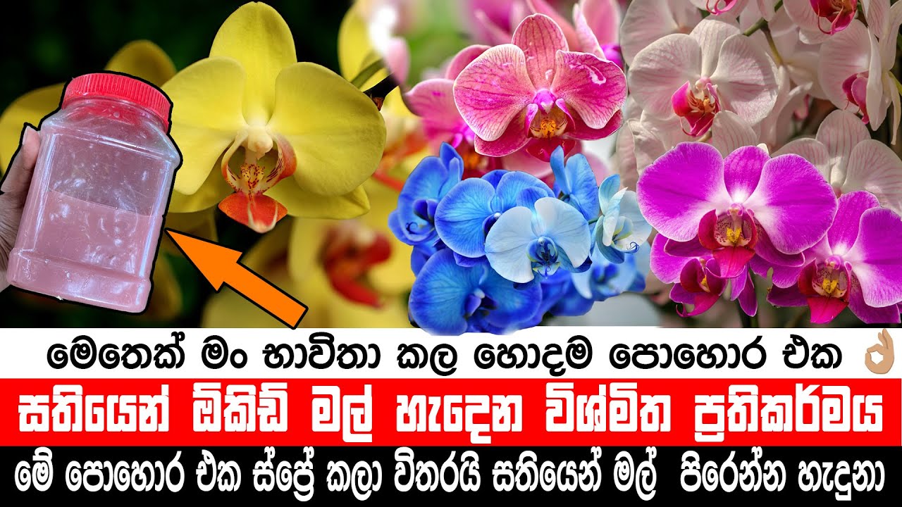 මෙම සරල ක්‍රමය ඔබේ මල් වගාවට අලුත් ජීවයක්!
