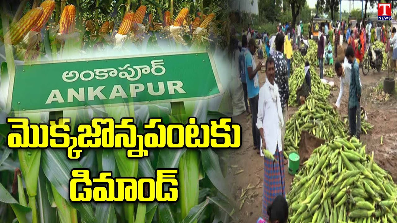 Special story: Ankapur Farmers Focus on Corn Cultivation | అంకాపూర్ మొక్కజొన్నపంటకు డిమాండ్ | T News
