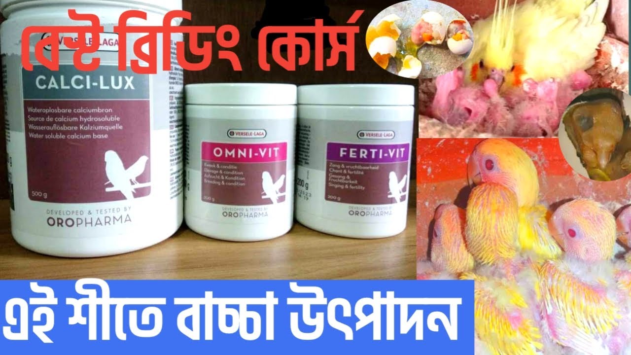 পাখির বেস্ট ব্রিডিং টিপস | cocktail love birds breeding tips | omni vit ferti vit culci lux cocktail