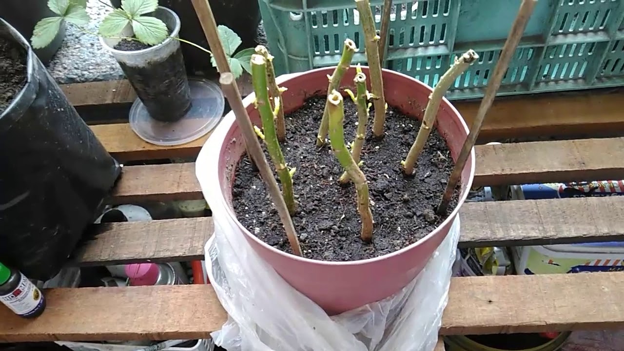 Poinsettia propagation using branch cuttings