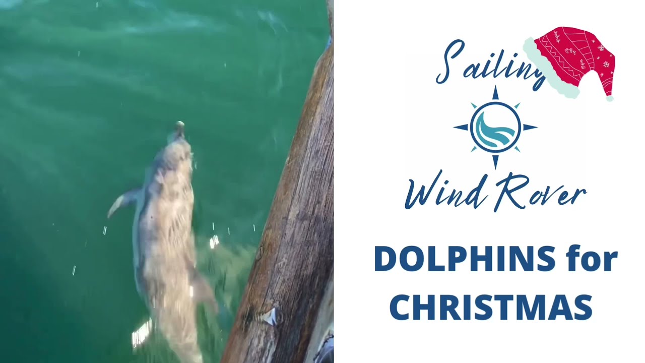 Dolphins for Christmas