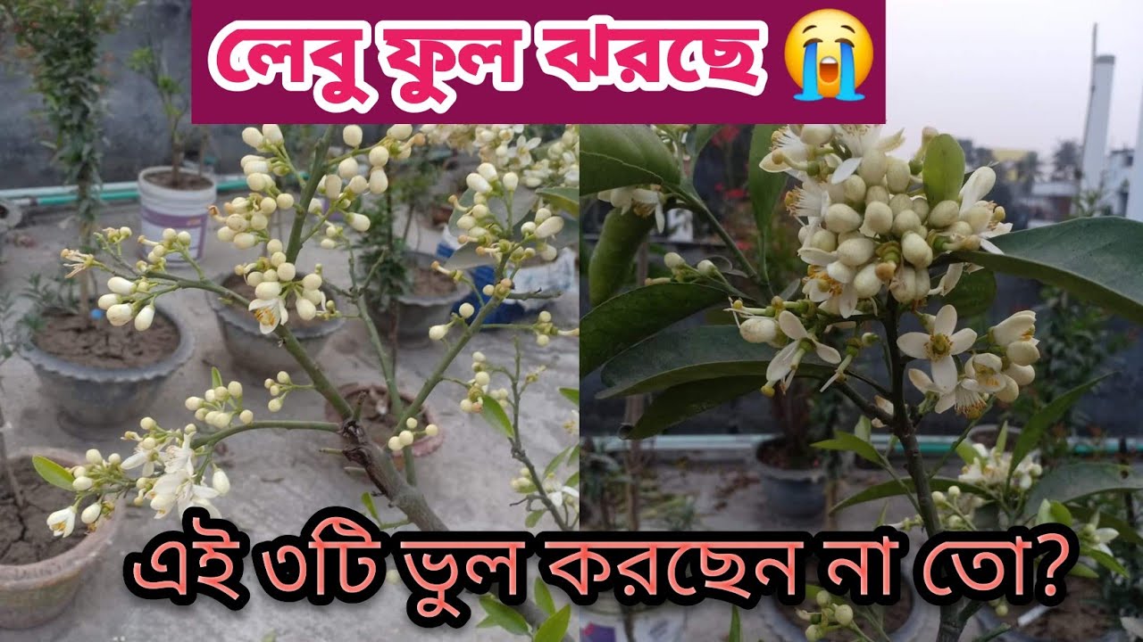 লেবু ফুল ঝরে যাচ্ছে? জেনে নিন আসল কারণ! লেবু ফুল ঝরে যাওয়ার আসল কারণ এগুলো🤔 