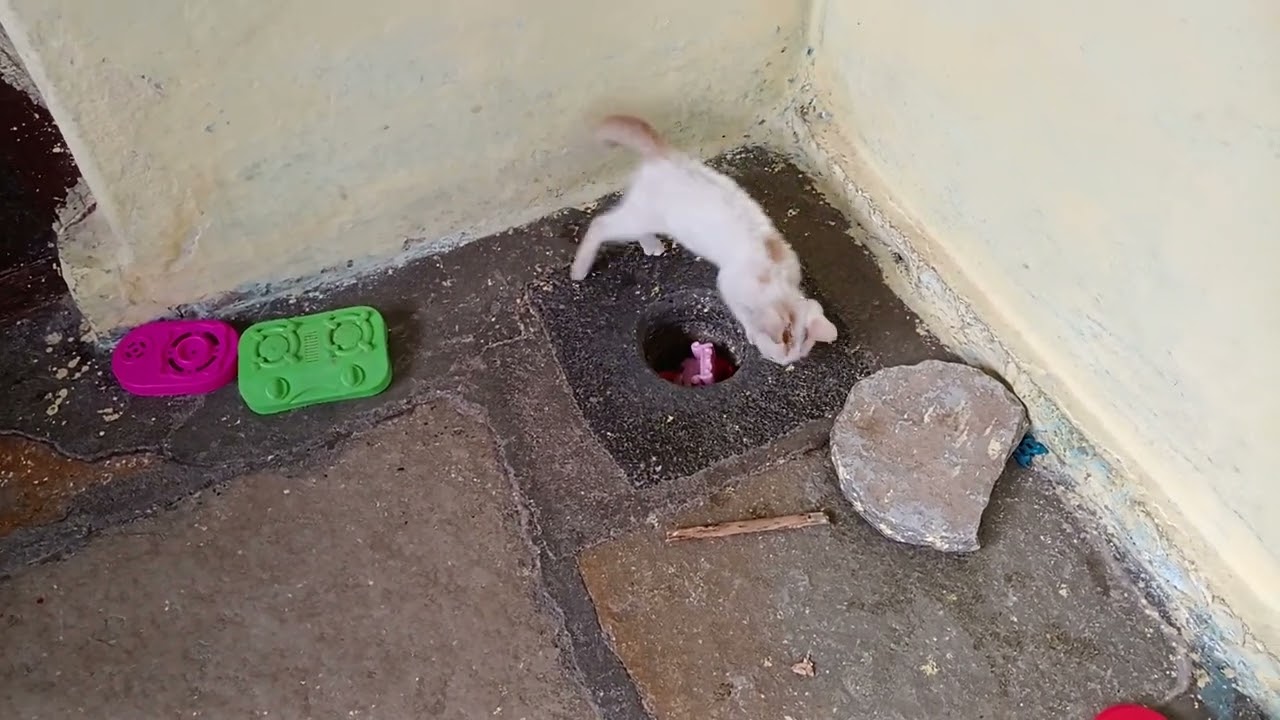 ನಮ್ಮ ಮನೆ ಬೆಕ್ಕಿನ ಆಟದ ಸಮಯ