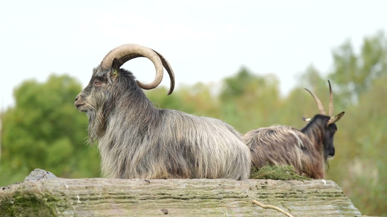 🐐🍀 Old Irish Goats In Donegal 🍀🐐 #ireland #wildlife #nature #animals