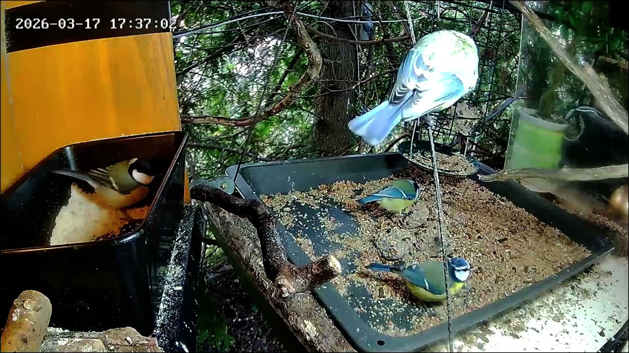 Entspannter später Nachmittag an der Nuss-Tanke (17.03.2026)