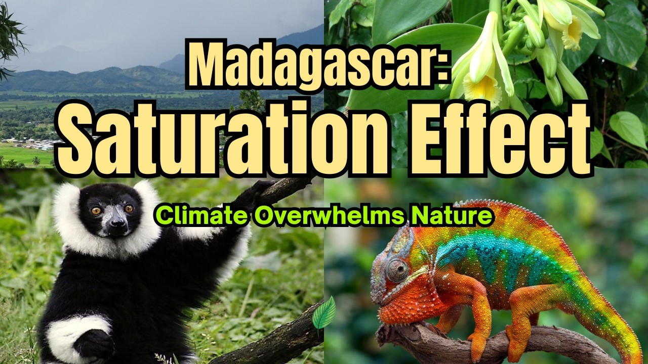 Madagascar’s Saturation Effect: Cyclones, Climate Stress & Biodiversity Collapse