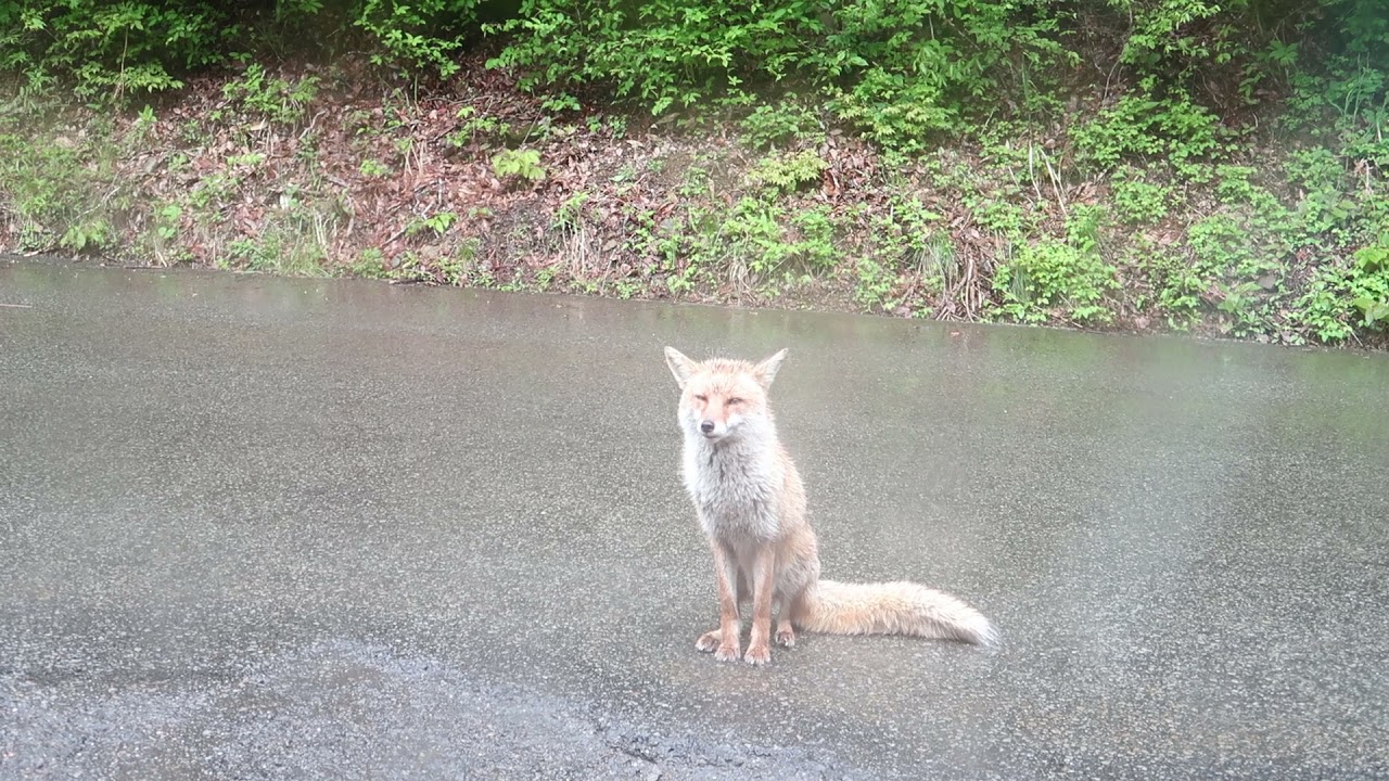 「行儀がいい！野生のキツネ 」狐　岐阜県郡上市 ホンドギツネ 　ホンドキツネ　本土狐