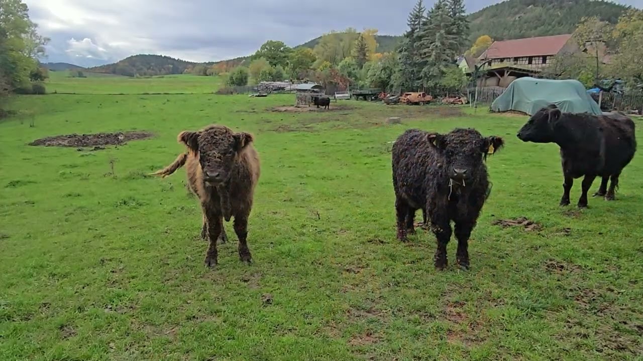Zeigerheim im Herbst 🍁🍂/ Ortsteil von Bad Blankenburg/ Thüringen 
