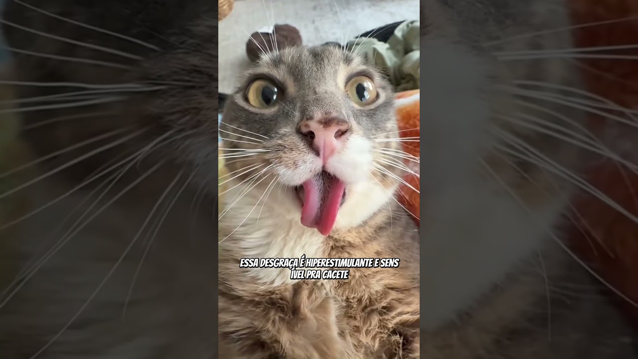 por que GATOS ODEIAM carinho na BARRIGA? | wildboppre #shorts