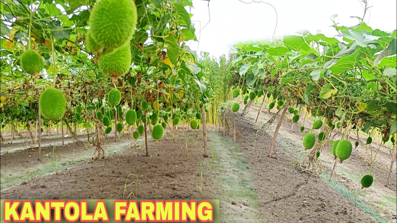 Kantola Farming/ Spine courd Farming/ Kantola Plant Nursery/ Kantola Root