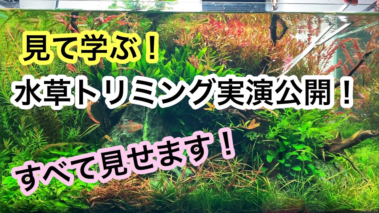 【すべて見せます! 】水草トリミング実演!! 有茎草の定期管理方法を解説します