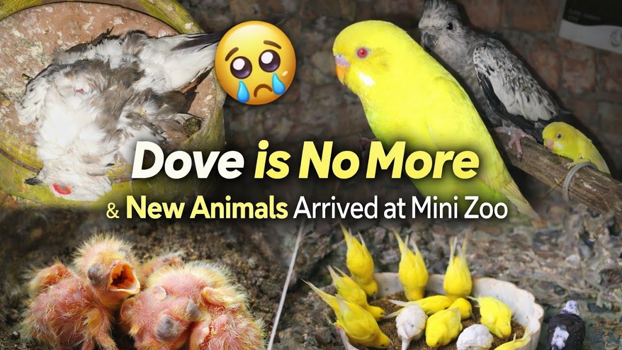Dove Is No More 😭|| Mini Zoo Mein New Animals Aagaye