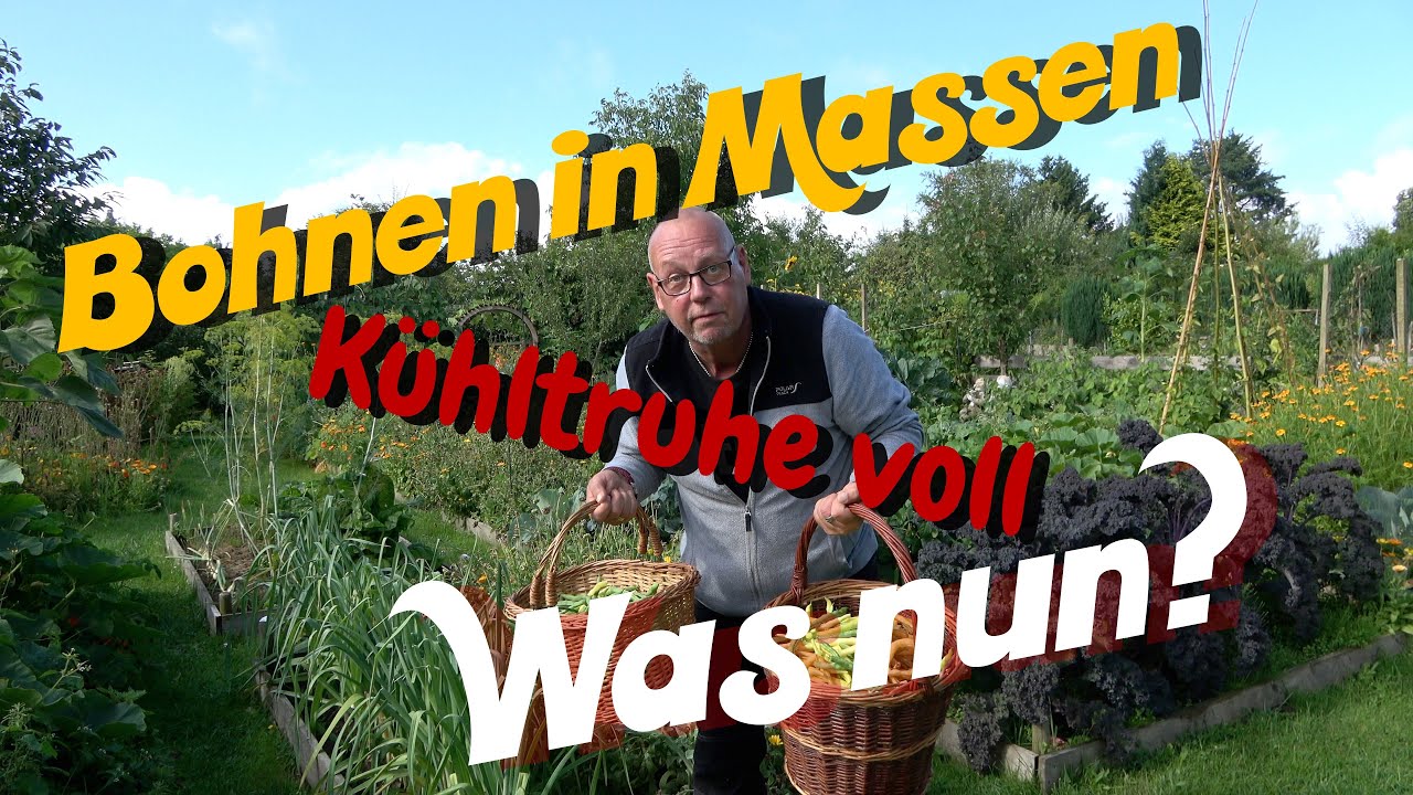 Massenweise Bohnen / das Knoblauchdilemma / Bohnen sauer einlegen