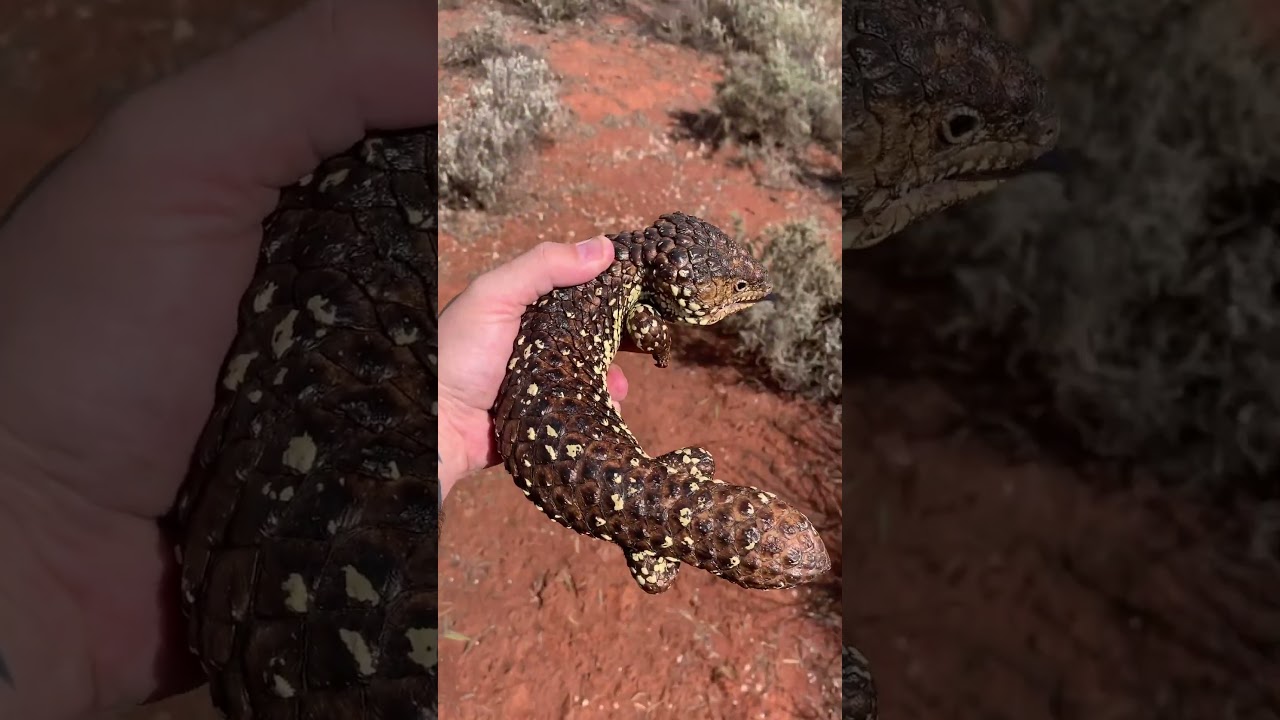 Shinglebacks are the best #bobtail #sleepy #lizards #skink #wildlife #saved