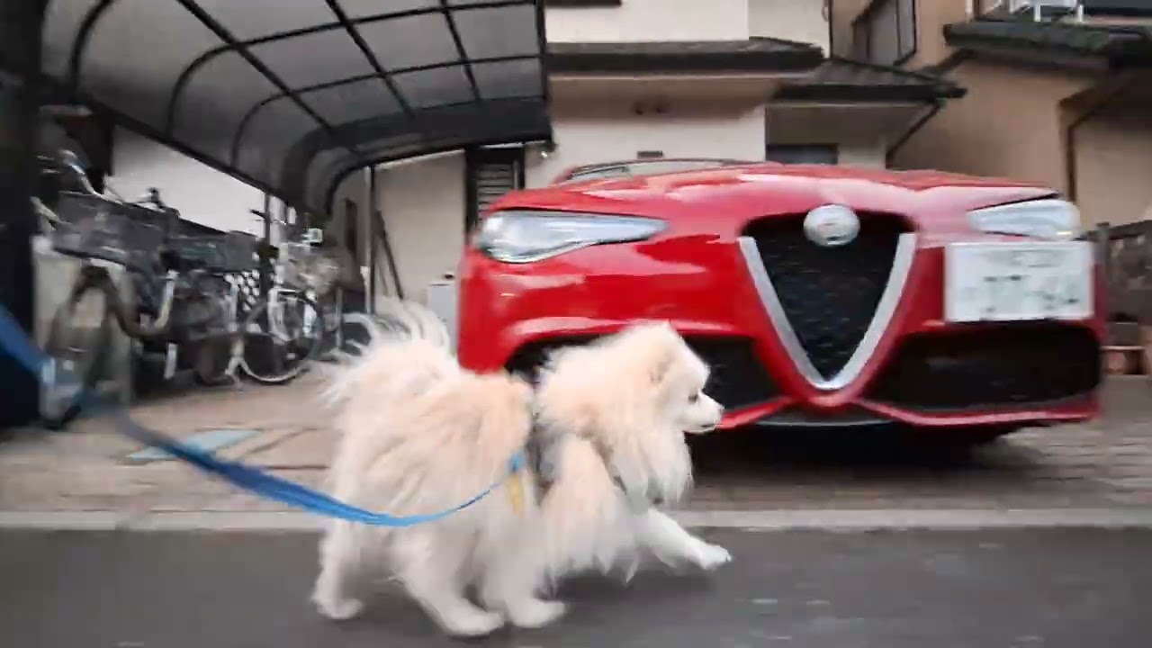 2026年1月21日水曜日　ポメラニアン？🐶　お散歩　テテ！