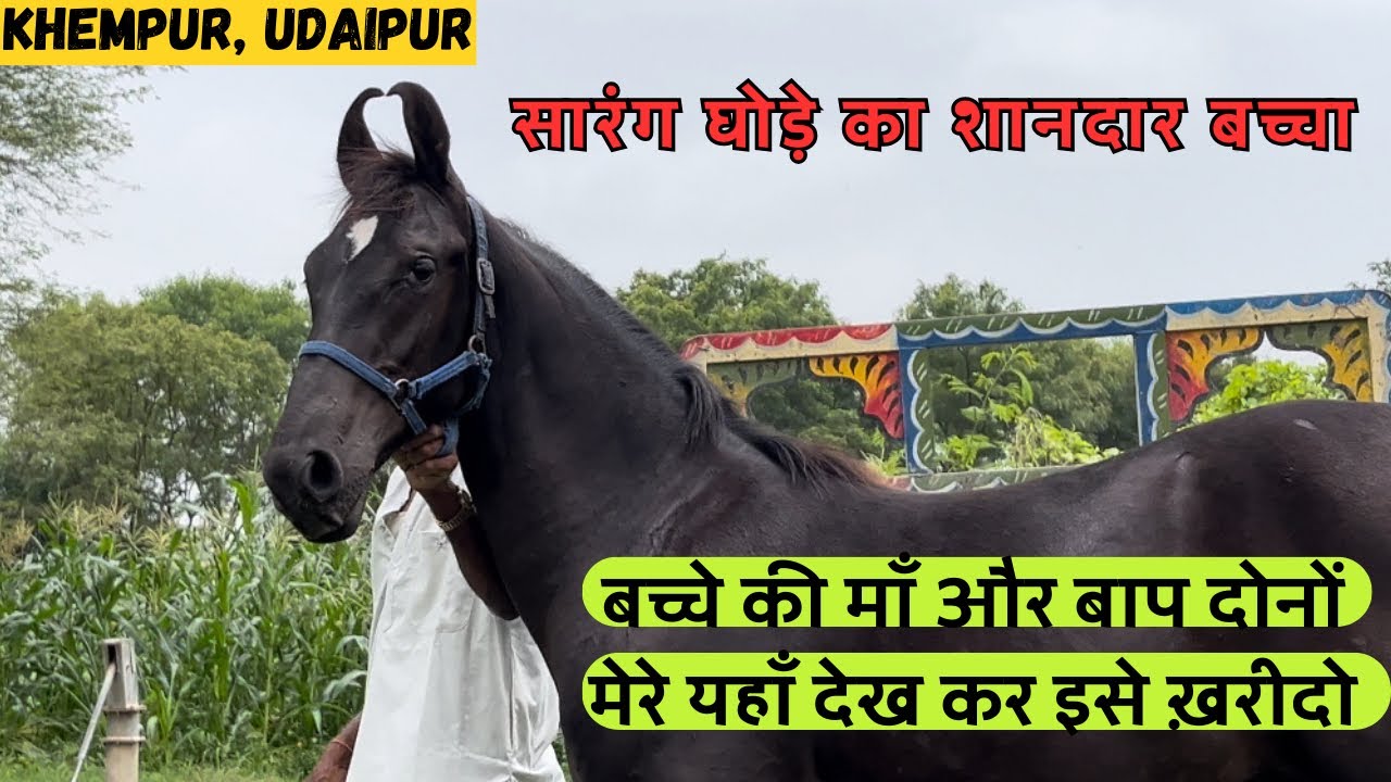 सारंग घोड़े का सुंदर बच्चा ।। अच्छा पैसा मिला तो सेल भी कर देंगे 82903 10384