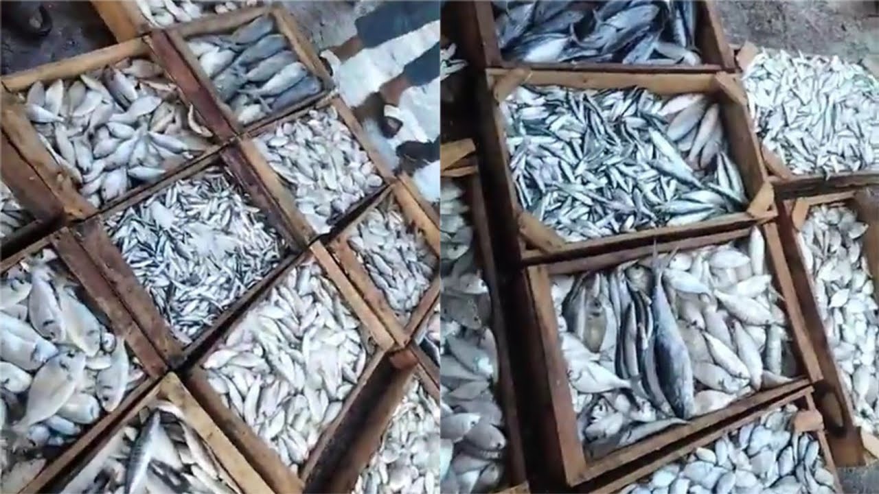 Живой портвейн, Аннаба Цена на рыбу в Алжире сегодня