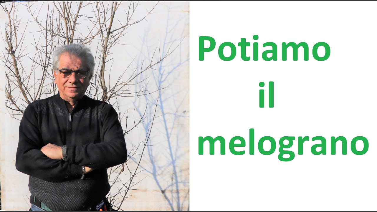 Potiamo il melograno