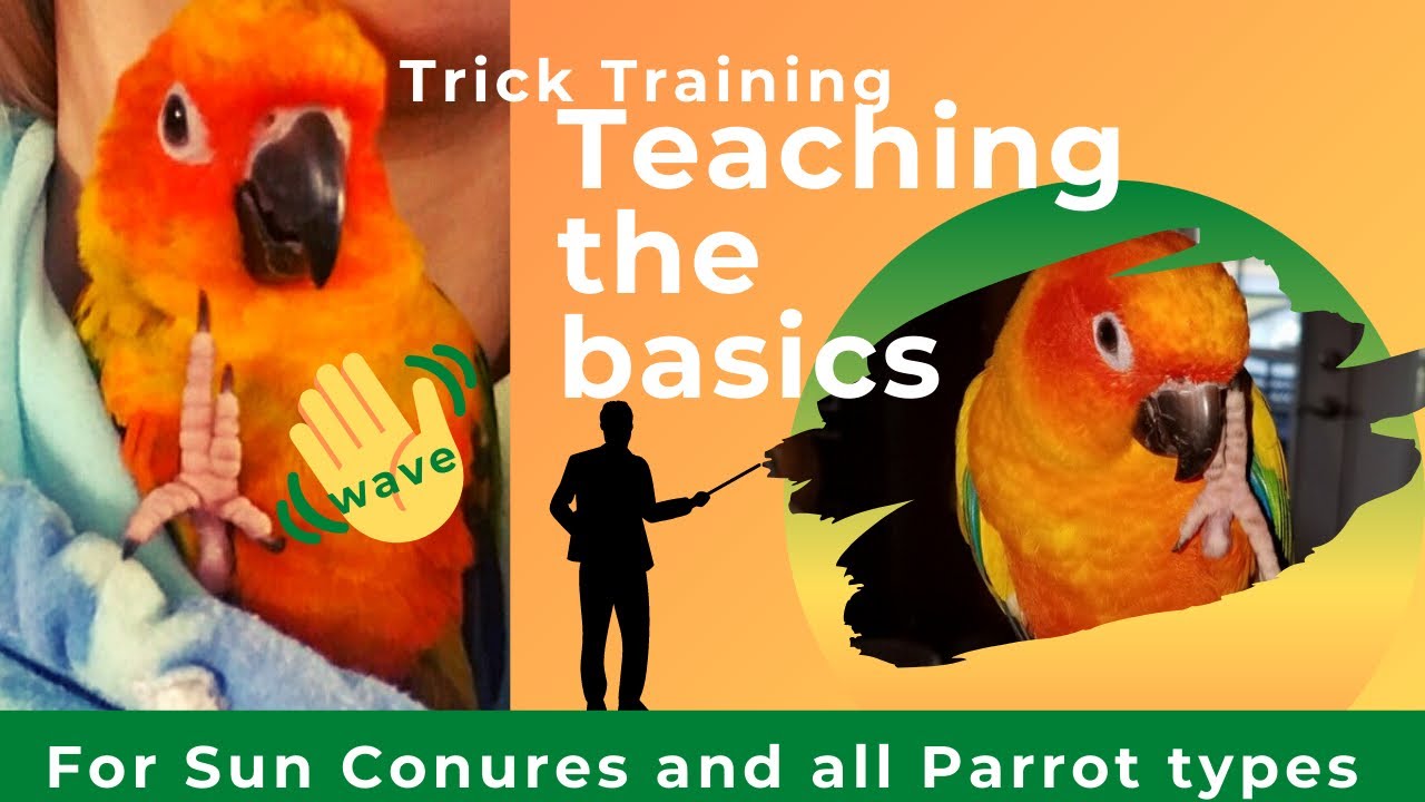 SIMPLE TRICK TRAINING | TEACHING MY SUN CONURE TO WAVE