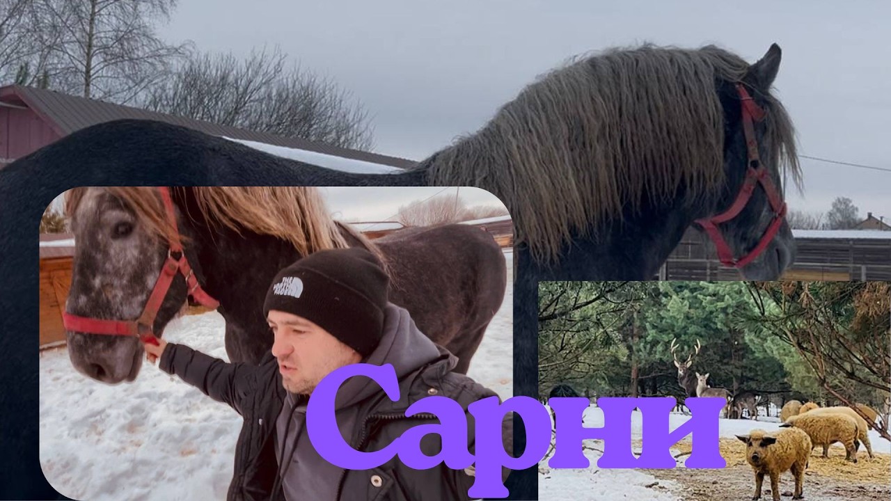 🔥💣ГАРНЕ ГОСПОДАРСТВО в м.САРНИ🔥🔥У ВІКТОРА ДМИТРОВИЧА💪. PERSHERON HORSE
