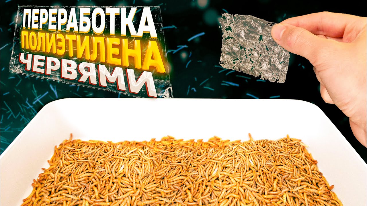 КАК МУЧНЫЕ ЧЕРВИ МОГУТ СПАСТИ МИР ОТ ЗАГРЯЗНЕНИЯ ПЛАСТИКОМ.
