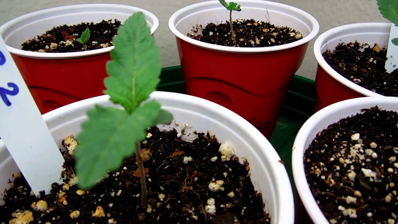 SickMeds Seeds Bloo Tooth Update 2