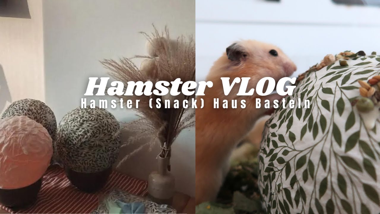 (Snack) Haus basteln für Goldhamster und Zwerghamster | Hamster Vlog