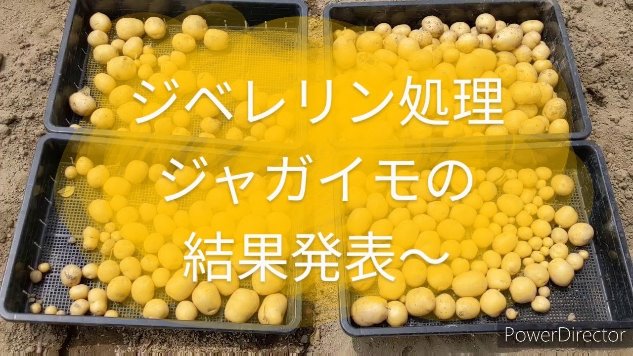 20/06/06(土)家庭菜園 ジベレリン処理ジャガイモの結果報告と直売所疲れ