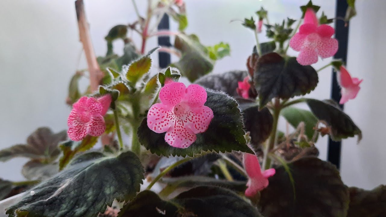 Kohleria çiçeği Bakımı, Kohleria çiçeği gelişmiyor ise neler yapılabilir. Kohleria rizom ekimi.