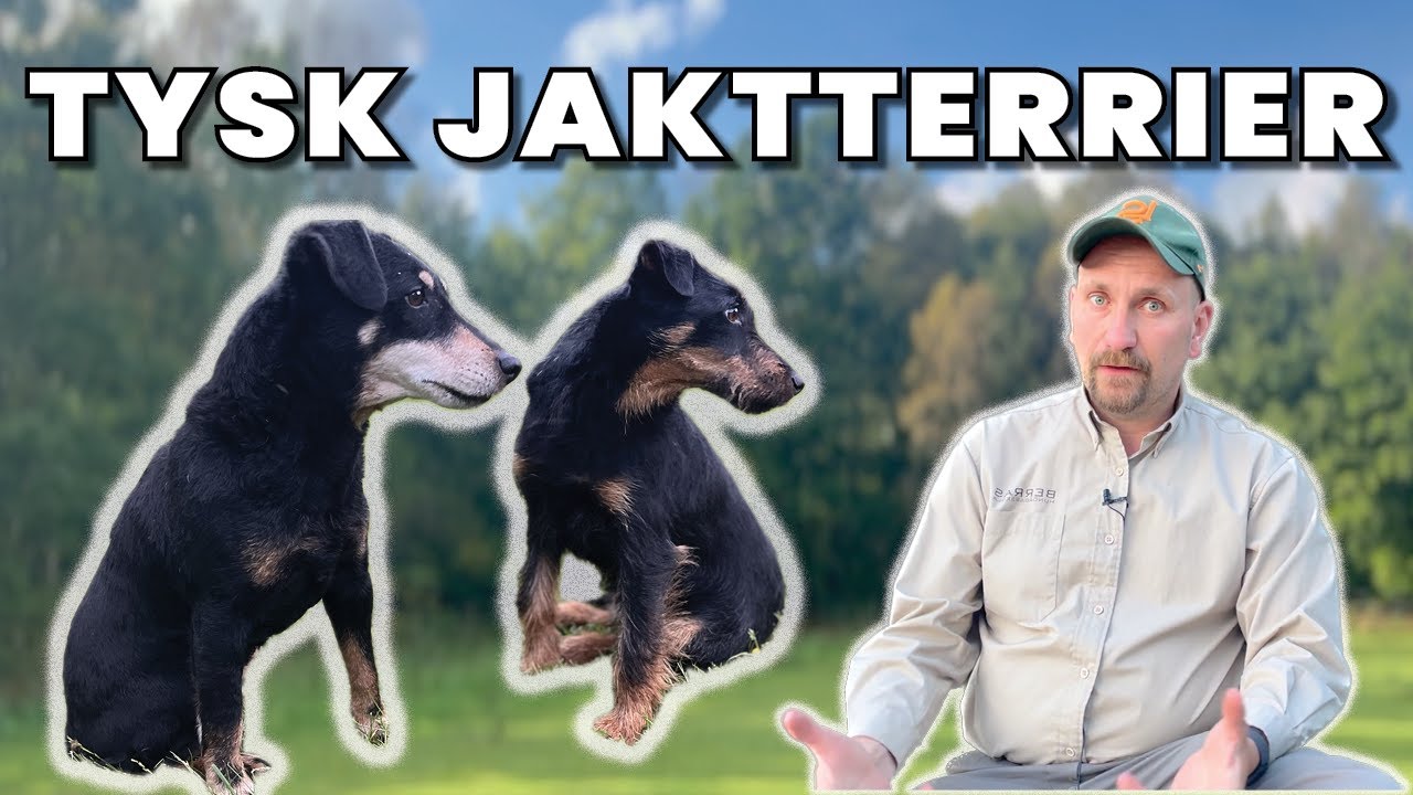 Tänk på detta innan ni köper en Tysk Jaktterrier!