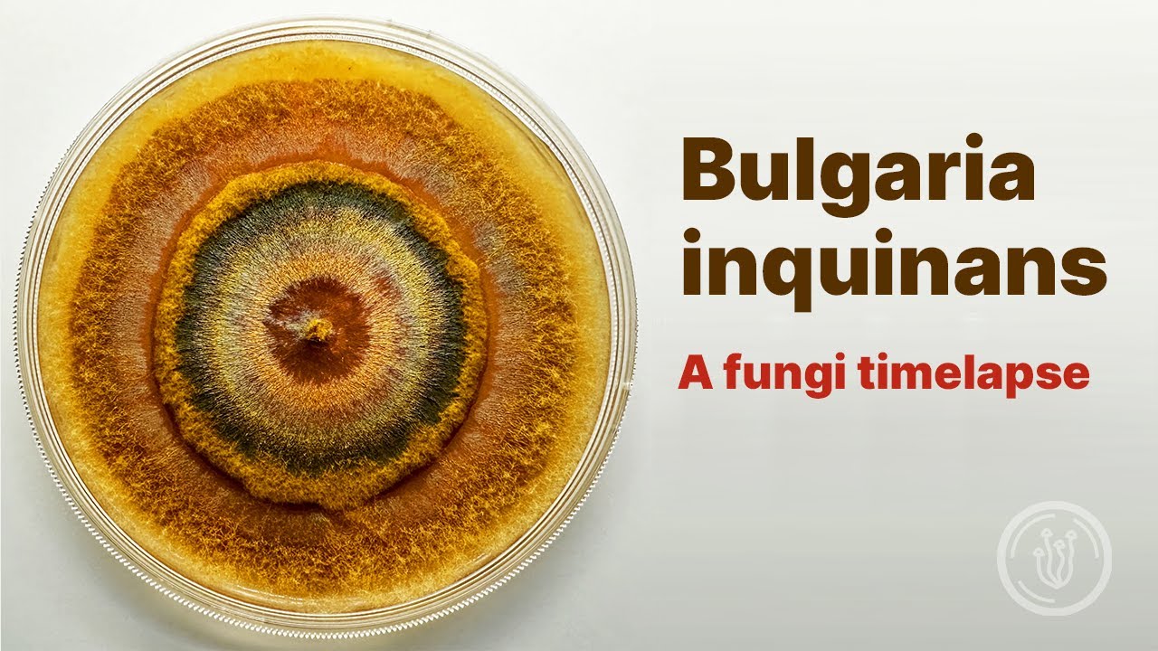 Bulgaria inquinans (