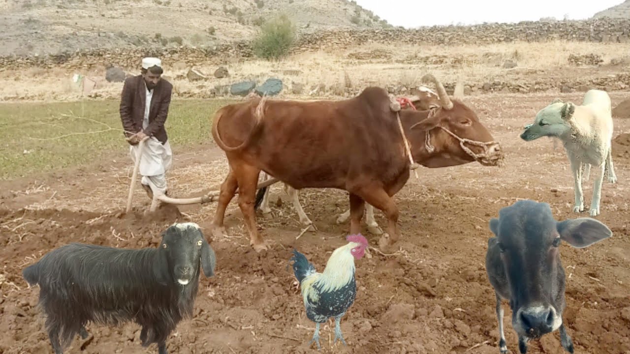 غوا یہ بکری چرگ خرہ غوا سفئ یوٹیوب ویڈیو کلیف 2026
