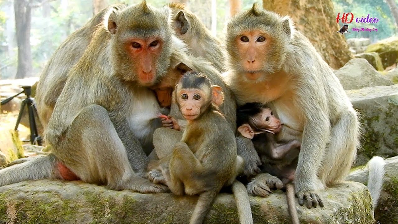 O..M..G ! Janet steal milk Janna, Pity Janna pull milk mom seem want to know the way stop Janet