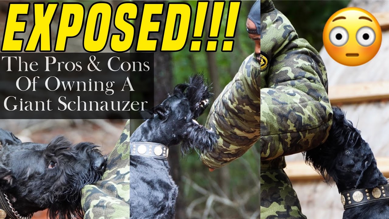 Giant Schnauzer Protection Dogs: Everything You Need to Know | RoyalGiantSchnauzers.com