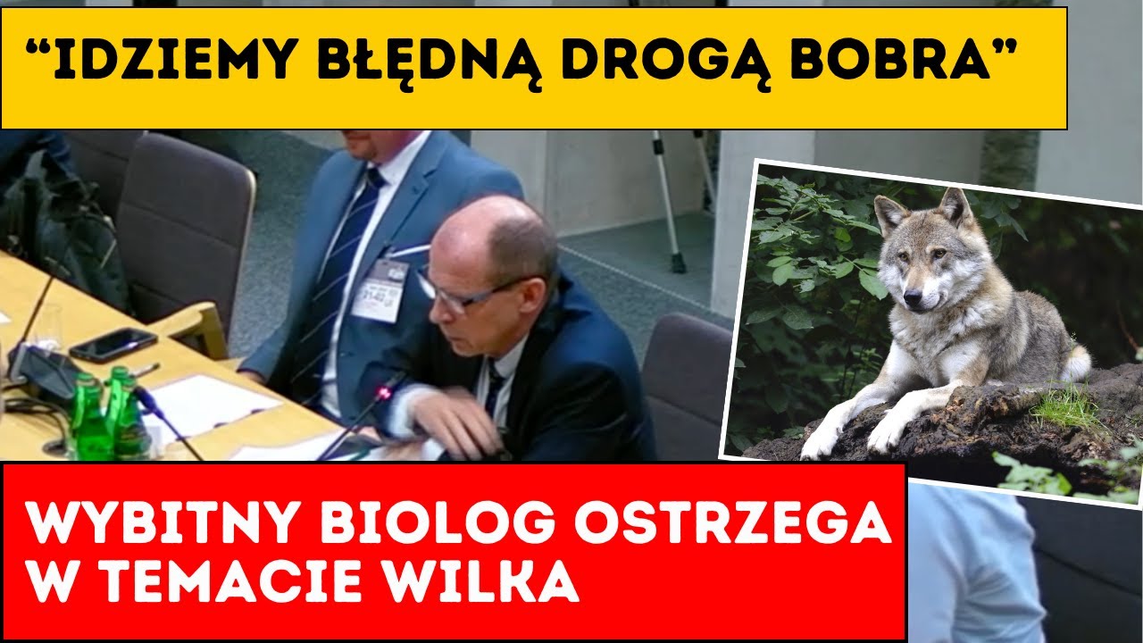 Mocne wystąpienie prof. Henryka Okarmy na temat wilków