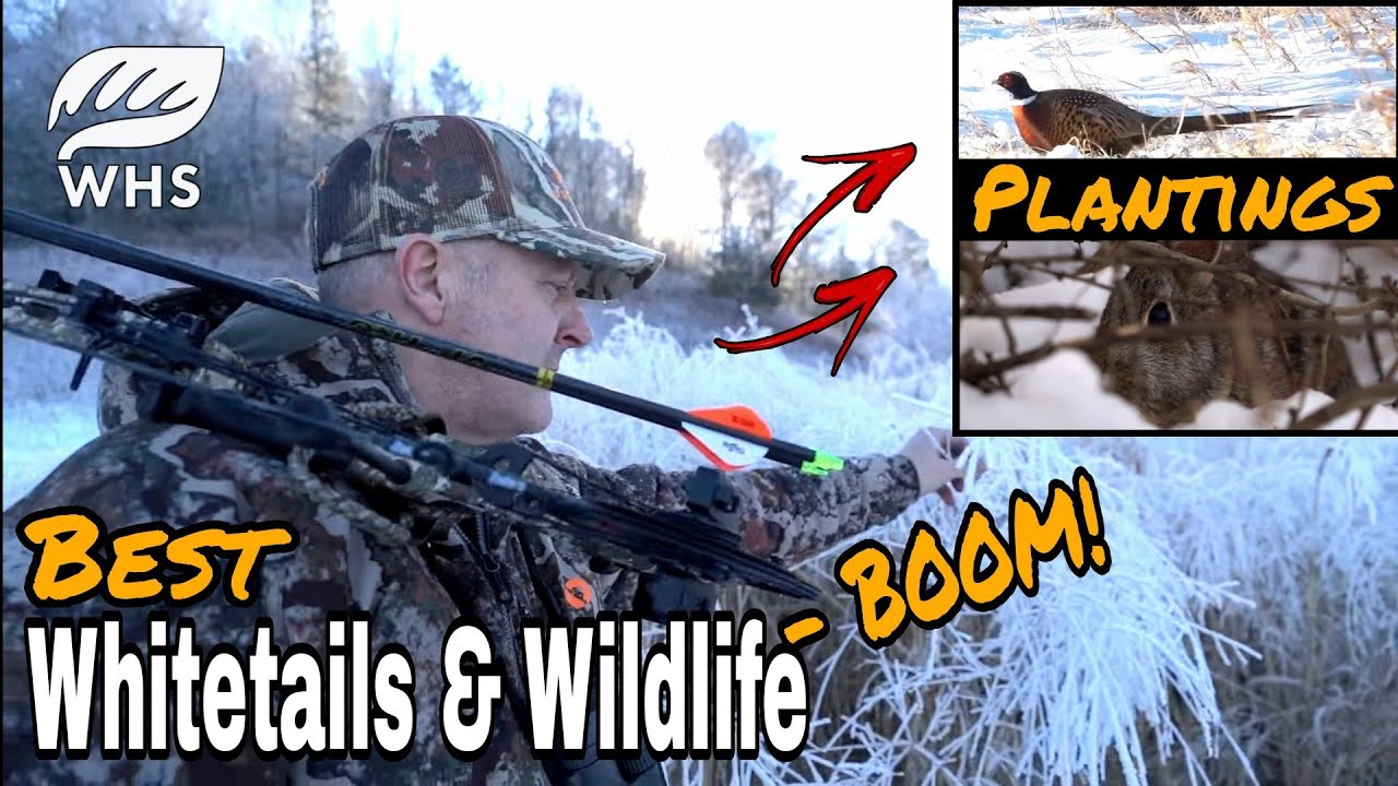 Best Whitetail & Wildlife Habitat Plantings