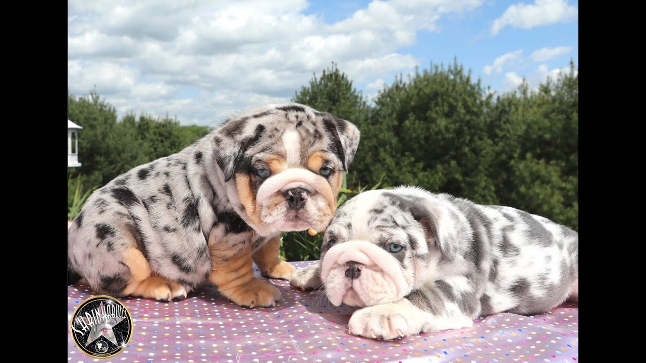 MERLE  ENGLISH BULLDOG PUPPIES