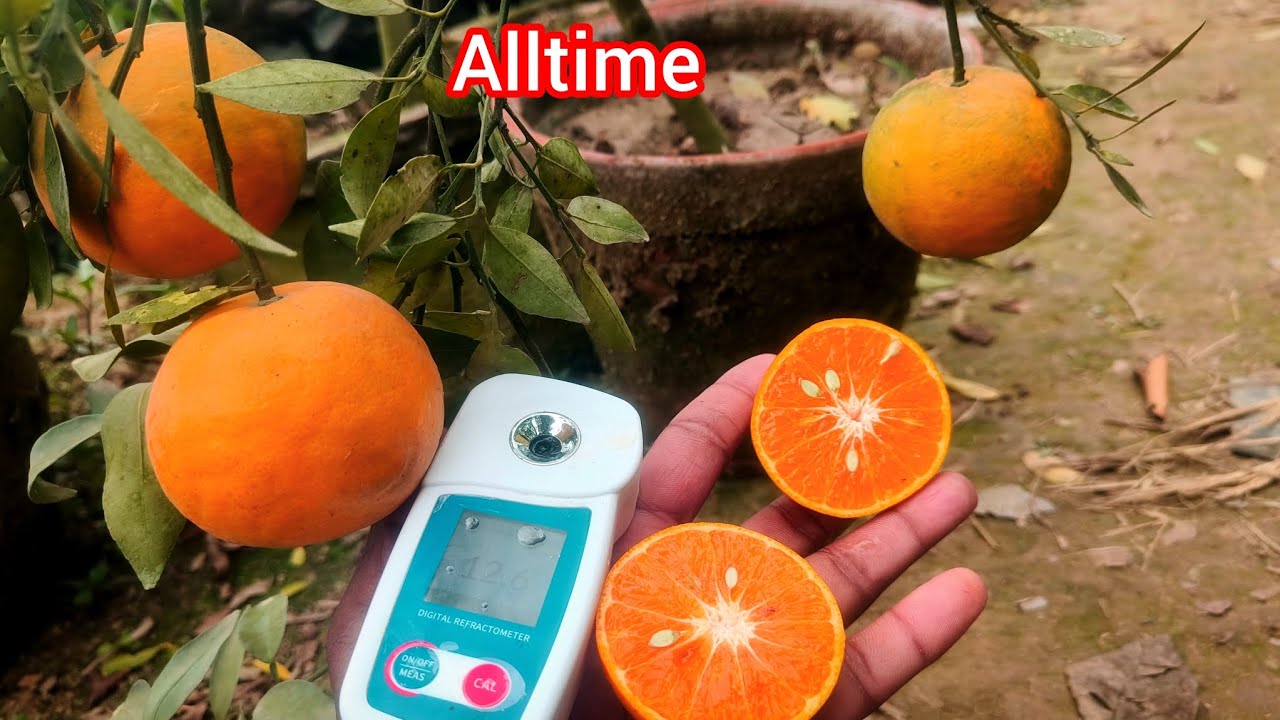Alltime sweet Mandarin, brix tss review, best Mandarin Verity #mandarin #fruit #gardening 