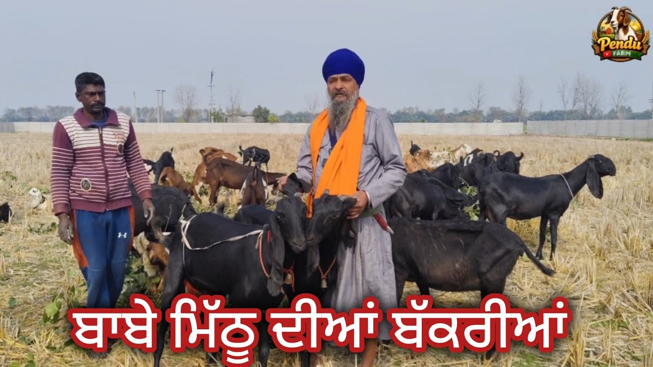 ਬਾਬੇ ਮਿੱਠੂ ਦੀਆਂ ਬੱਕਰੀਆਂ #goatfarming #rajudirba #farming #goatfarm #bakramandi #bakrimela #raju 