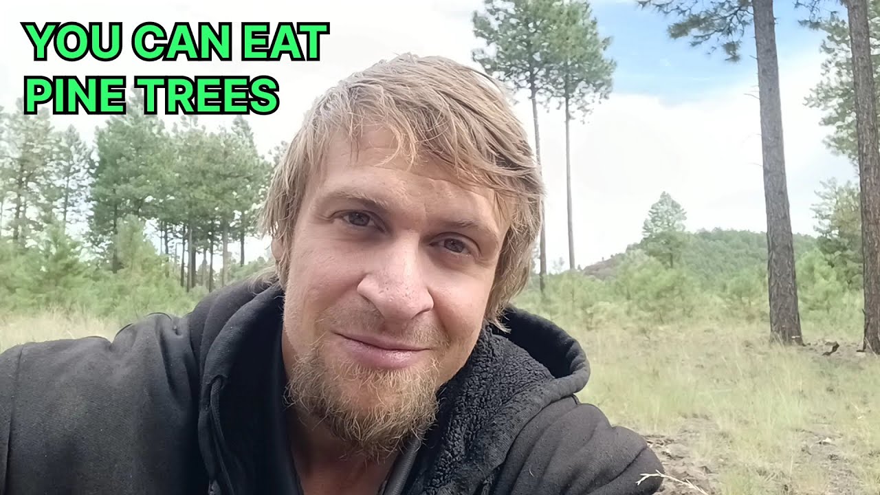 Eating Pine Trees while Wild Camping in Coconino National Forest | ALERT: DO NOT EAT PONDEROSA PINES