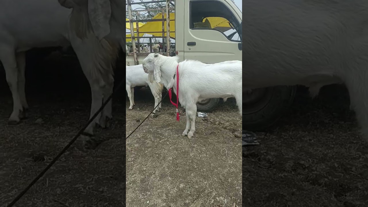 patira bakra at Gandhi nagar bakra mandi #bakra #bakre #bakramandi #kotabakra #qurbani #trending