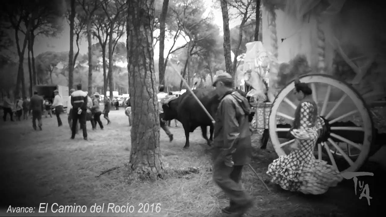 AVANCE - EL CAMINO DEL ROCIO 2016