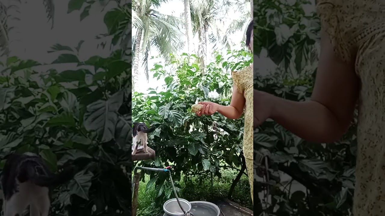 HÁI NHÀU NGÂM CHO KHÁCH IU NHỮNG TRÁI NHÀU CĂNG  BÓNG #nhaungam