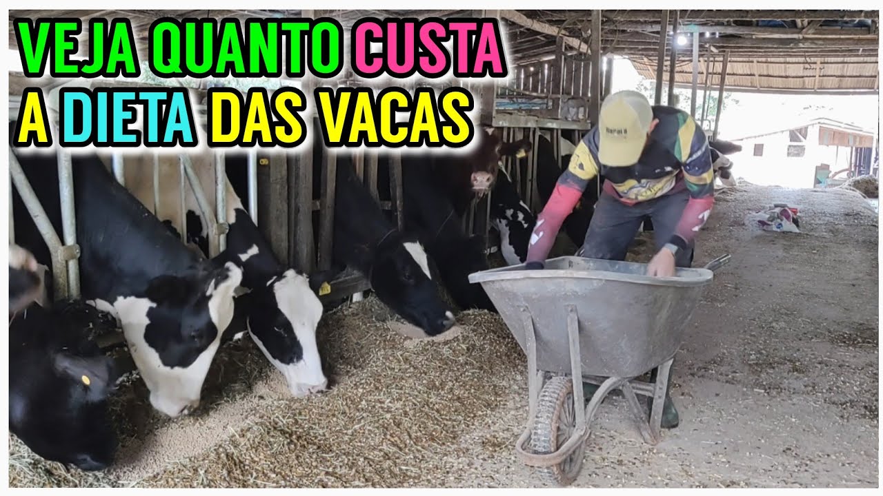Veja como faço a COMIDA das vacas leiteiras (Compost Barns)